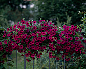 Petunia hybr. Surfinia 'Revolution'