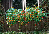 Nasturtium