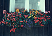 Impatiens walleriana, Begonia 'Apricot'