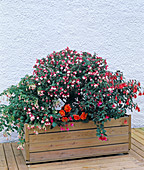Container with fuchsias