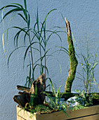 Container with sword fern and Japanese