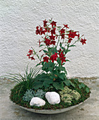 Bowl with annuals and perennials