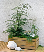 Tsuga canadensis, Molinia altissima, Sedum telephium, Festuca scoparia