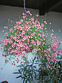 Diascia vigilis 'Elliott'S Variety'