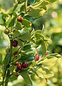 Kübelpflanze: Sarcococca ruscifolia (Fleischbeere)