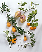 Fruits of Solanum muricatum in pot plants