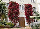 Bougainvillea to the right and left of the front door