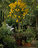 ACACIA Cultriformis, GREVILLEA Rosmarinifolia,