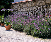 Lavandula angustifolia