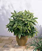 Aucuba japonica 'Variegata'