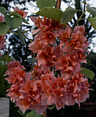 Bougainvillea hybrid