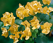 Bougainvillea hybrid