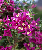 Bougainvillea glabra