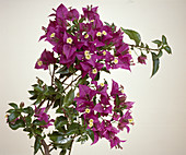 Bougainvillea glabra