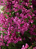 Bougainvillea x Buttiana