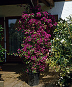 Bougainvillea glabra