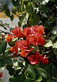 Bougainvillea orange