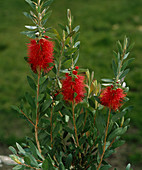 Callistemon citrinus