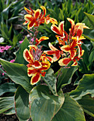Canna indica Queen Charlotte'
