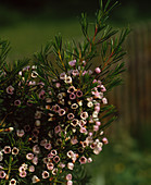 Chamelaucium 'Waxflower'