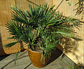 Chamaerops humilis