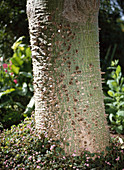 Chorisia speciosa