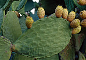 Opuntia (prickly pear) with fruit