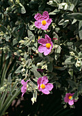 Cistus allicus