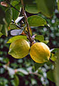 Citrus lime