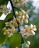 Citrus Maximus 'Pomelo'