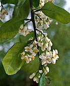 Citrus maximus 'Pomelo'