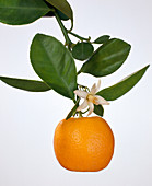 Citrus x Mitis, Calamondin orange