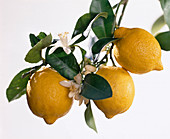 CITRUS limon als FREISTELLER