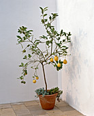 Citrus sinensis