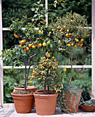 Citrus aurantium Var.myrtifolia, Citrus limon