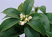 Fortunella margarita flower