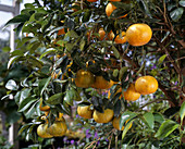 Citrus 'Satsuma Miagawa'
