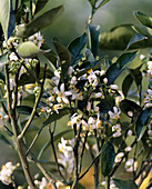 Citrus sinensis