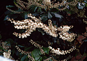 Clethra Arborea