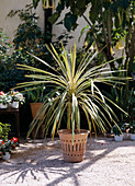 Cordyline australis