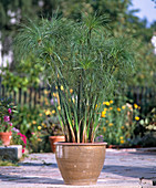 Cyperus papyrus