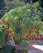 Cyperus papyrus