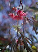 Eucalyptus leucoxylon var 'Rosea' (Red Eucalyptus)