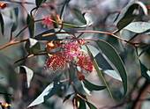 Eucalyptus leucoxylon var 'Rosea' (Roter Eucalyptus)