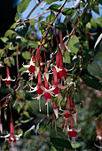 Fuchsia 'Checkerboard'