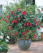 Fuchsia 'King Georg'