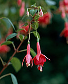 Fuchsia 'Quintet'