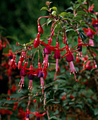 Fuchsia hybrid