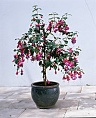 Fuchsia hybrid