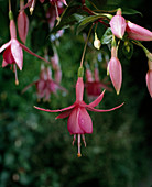 Fuchsia 'Jack Ackland'